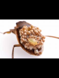 [x]オオコオイムシ | 虫の写真と生態なら昆虫写真図鑑「ムシミル」