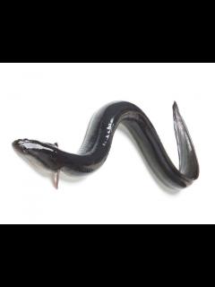 [x]うなぎ高瀬 - YouTube