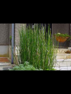 [x]トクサとは｜育て方がわかる植物図鑑｜みんなの趣味の園芸（NHK出版）