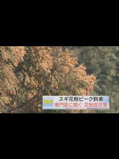 [x]スギ花粉ピーク到来 専門家に聞く花粉症対策 - YouTube