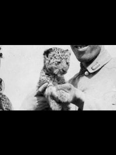 [x]兵隊さんに愛されたヒョウのハチ - YouTube