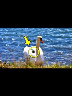 [x]9羽の赤ん坊を残して亡くなった母白鳥。1週間後、父親が信じない行動に出た【感動】 - YouTube