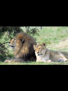 [x]ライオンの夫婦愛。余命わずかの妻に寄り添い続ける雄ライオンの愛情に涙が溢れる【感動 動物】 - YouTube