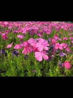[x]芝桜 | tk78000u | Flickr