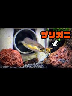 [x]究極の味！！猛毒の血を持つうなぎの毒を解毒して刺身で食べた結果。。。 - YouTube