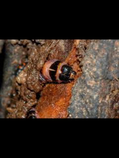 [x]木を食べるイモムシ | 虫の写真と生態なら昆虫写真図鑑「ムシミル」