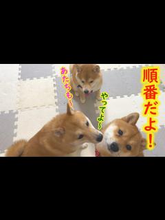 [x]お兄ちゃんに甘えたい弟と妹が、おねだりする姿が可愛い - YouTube