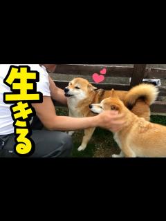 [x][闘病82日目]こまめは今日も元気に生きてます - YouTube