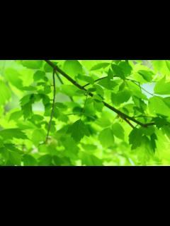 [x]【叩いてみた】緑黄色社会『花になって』／TVアニメ『薬屋のひとりごと』オープニングテーマ | The Apothecary Diaries ...