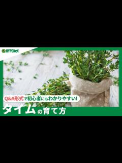 [x]☘:207 ：【Q&A】タイムの育て方｜きれいな葉を保つ方法は？水やりや肥料などの管理方法｜【PlantiaQ&A】植物の情報、育て方をQ&A ...