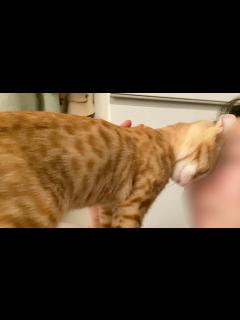 [x]一晩会えなかった翌日の熱烈お出迎え - YouTube